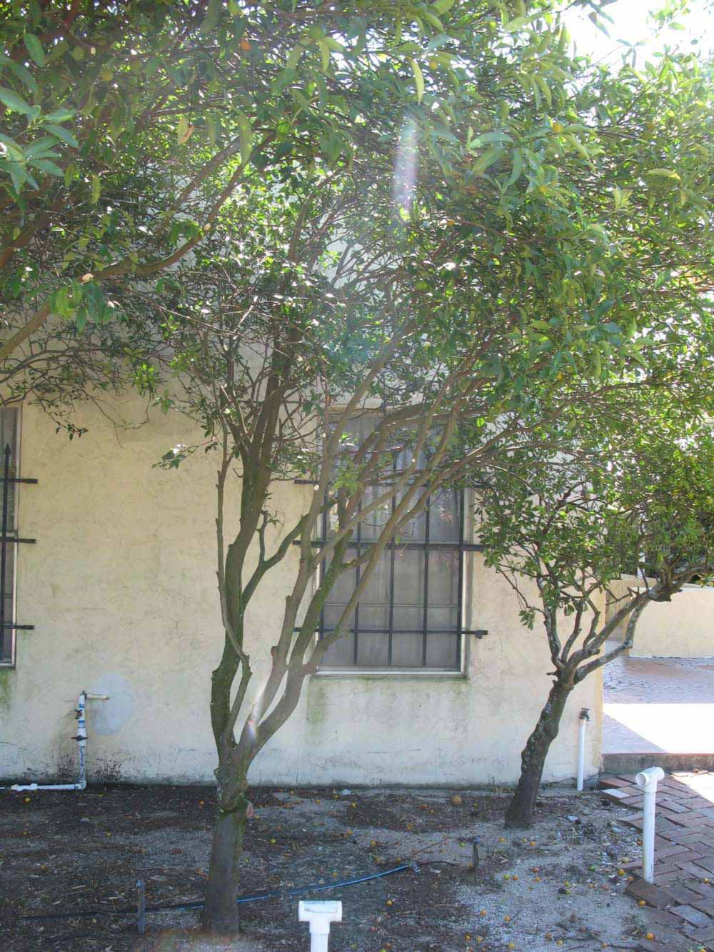              Habit (Winter Haven, FL)       